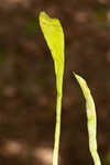 Carolina grasswort